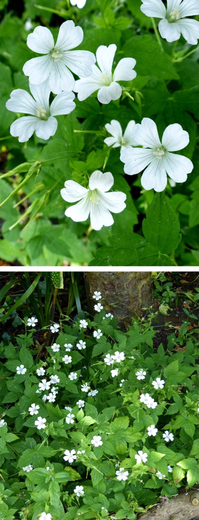 hoo-house-nursery-geranium-nodosum-silverwood